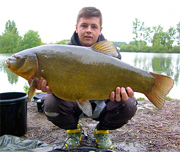 1125_Tench_Tinca tinca.jpg 1125_Tench_Tinca tinca.jpg